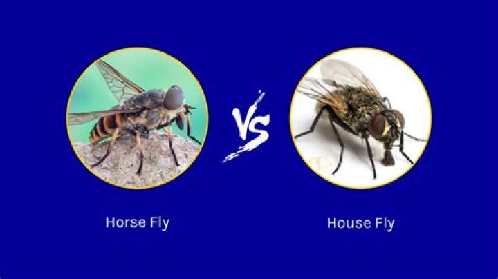 What is the difference between a fly and a blowfly?