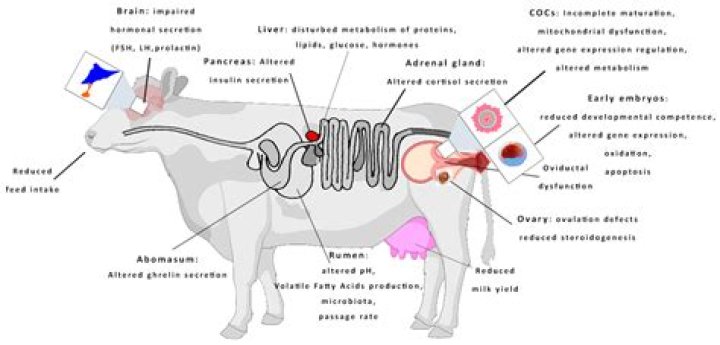 What is the difference between a heifer and a dairy cow?