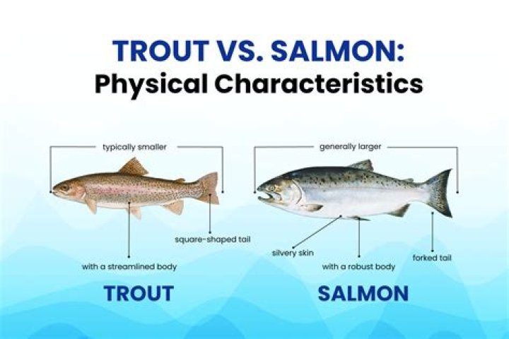 What is the difference between a salmon and a trout?