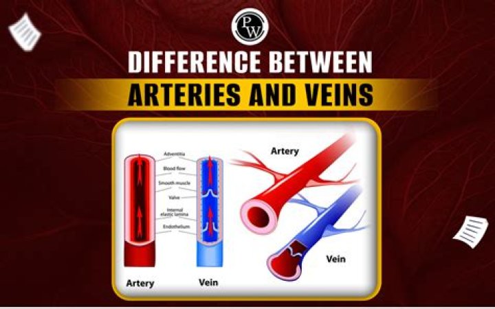 What is the difference between an Arteriole and a Venule?