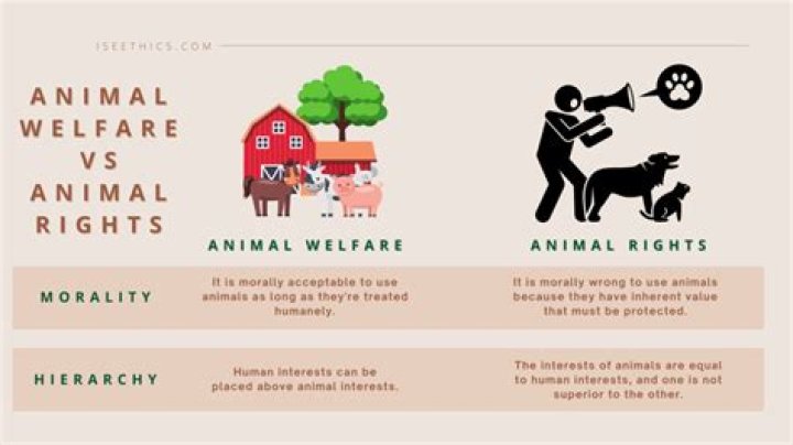 What is the difference between animal rights and animal welfare groups?