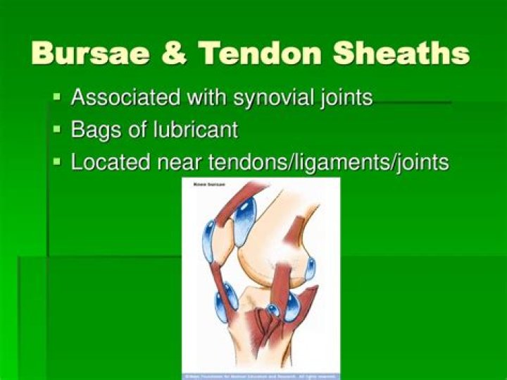What is the difference between bursae and tendon sheaths?