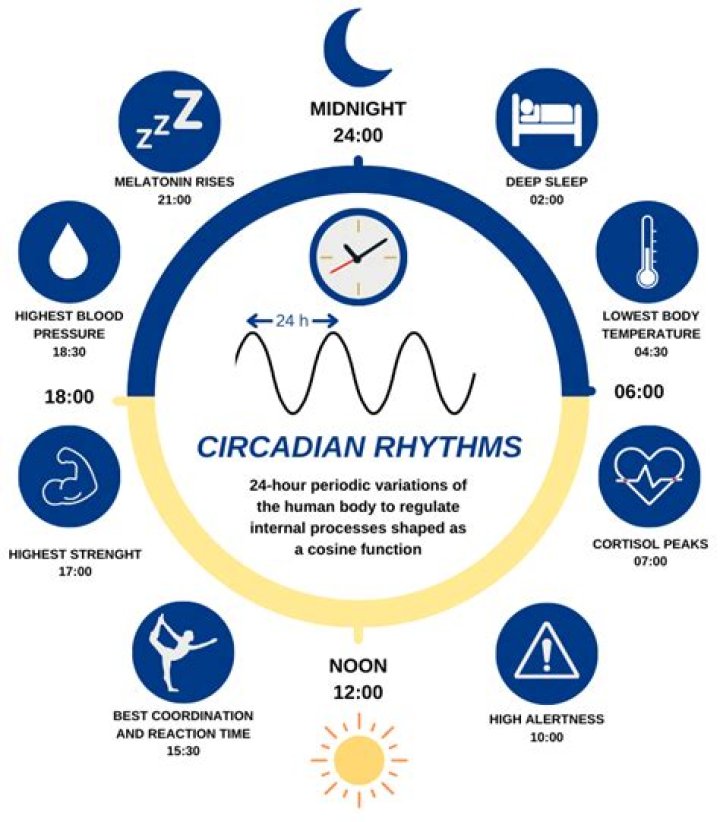 What is the difference between circadian rhythms and Ultradian?