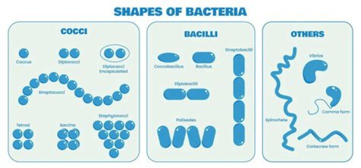 What is the difference between cocci bacteria and bacilli bacteria in terms of shape?