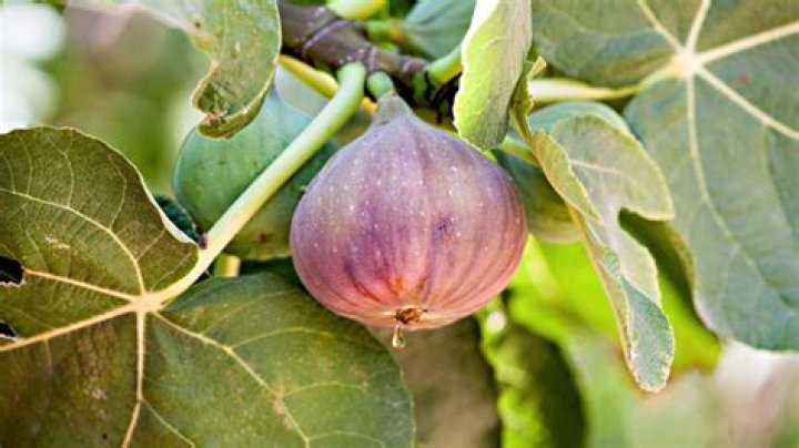 What is the difference between fig and Ficus?