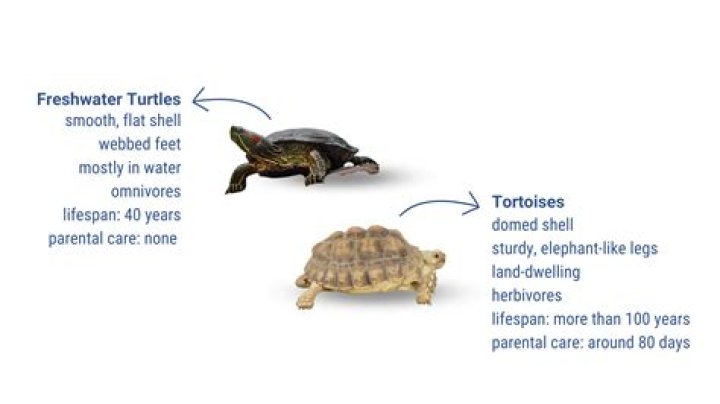 What is the difference between foretell and foresee?