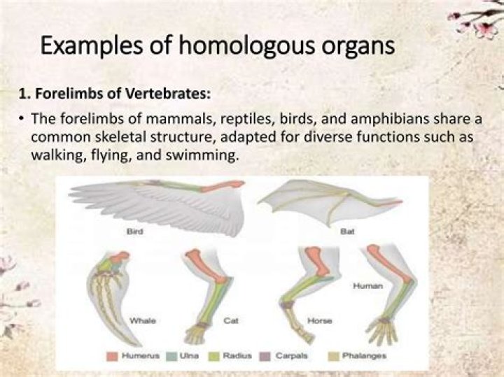 What is the difference between homolog and ortholog?