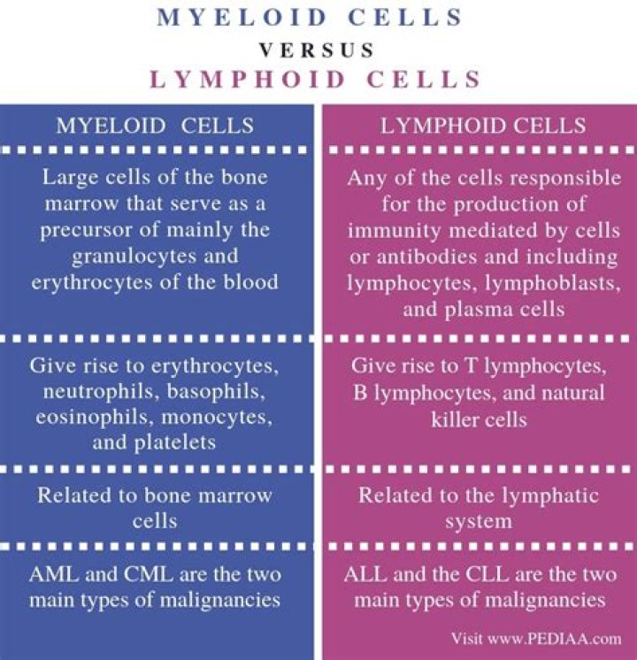 What is the difference between lymphoid and myeloid?
