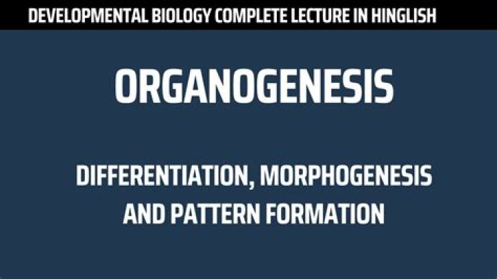 What is the difference between morphogenesis and organogenesis?
