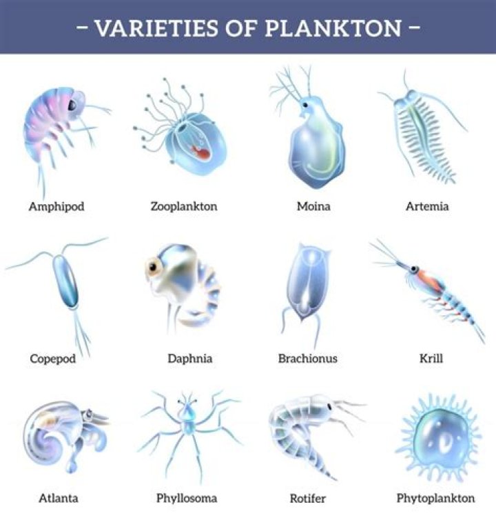 What is the difference between plankton and phytoplankton?