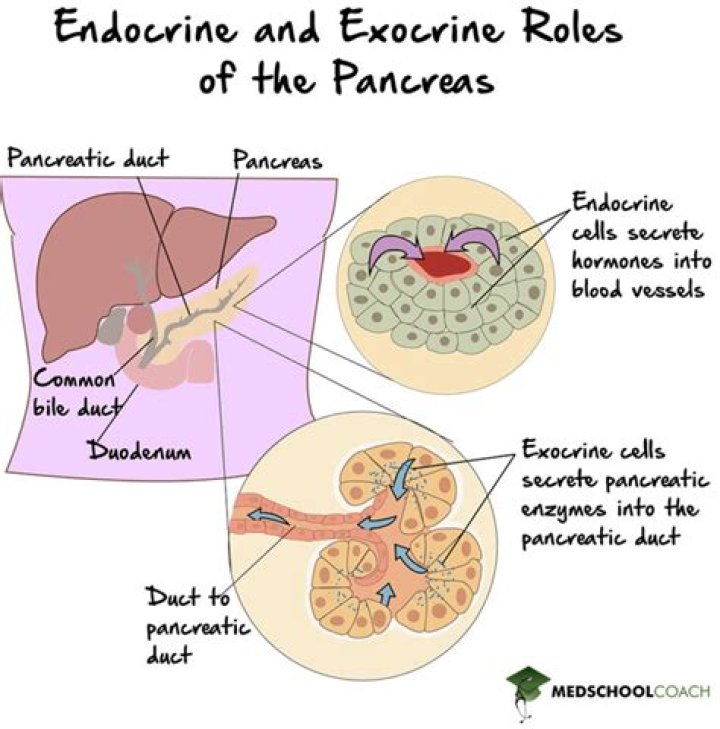 What is the difference between the exocrine and endocrine pancreas?