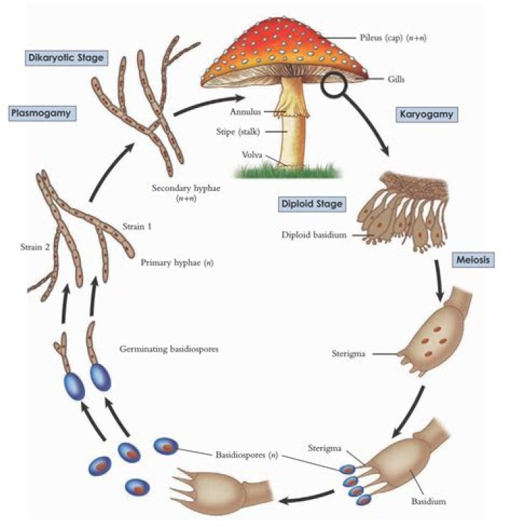 What is the dikaryon stage in fungi?