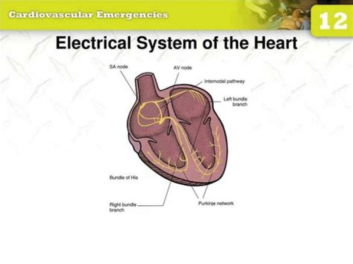 What is the electrical system of the heart?