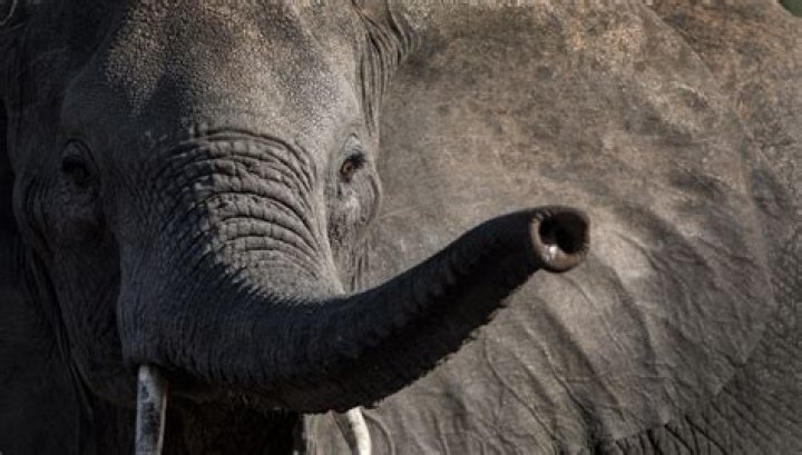 What is the elephant trap in chess?