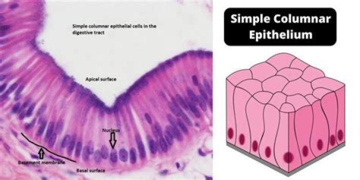 What is the epithelium layer?