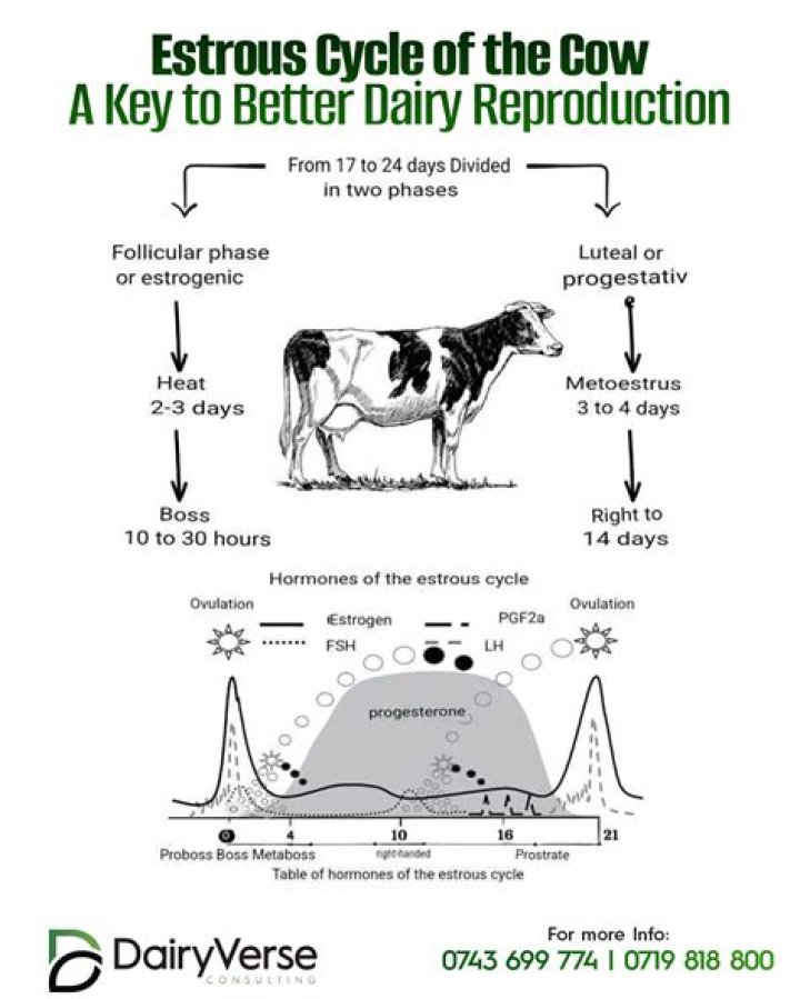 What is the estrus cycle of a cow?