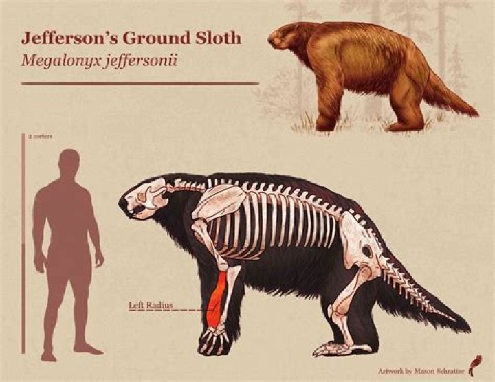 What is the evolutionary history of sloths?