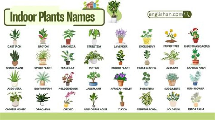 What is the family name for plants?