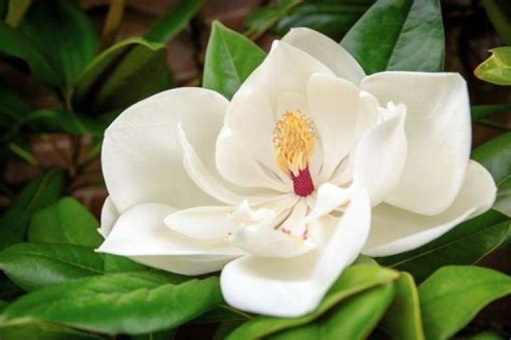 What is the family of the magnolia genus?