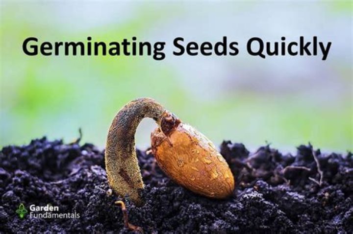 What is the fastest way to germinate corn seeds?