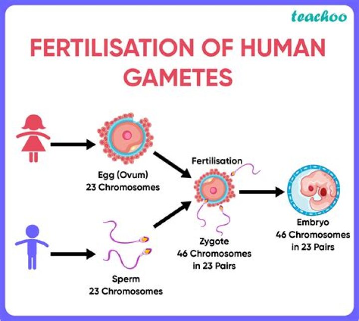 What is the formation of female gamete called?