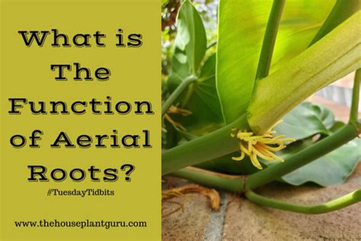 What is the function of aerial roots?