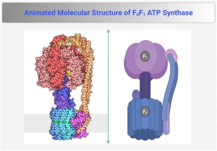 What is the function of ATP synthase alpha gene?