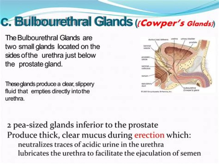 What is the function of bulbourethral gland in male reproductive system?