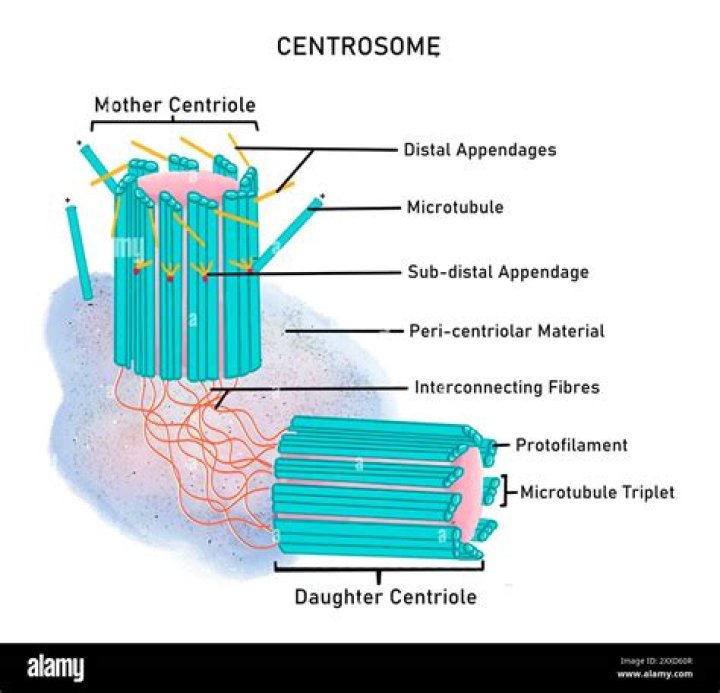 What is the function of centrosome in animal cells?