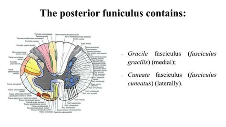 What is the function of cuneate fasciculus?