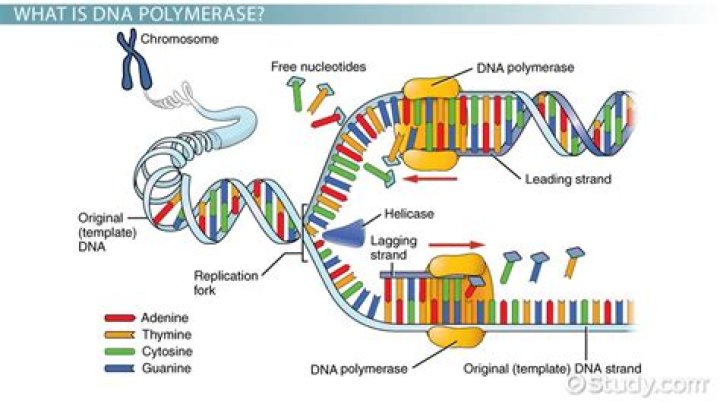 What is the function of DNA polymerase?