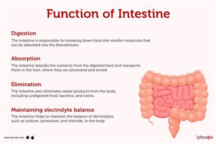 What is the function of insulator proteins?