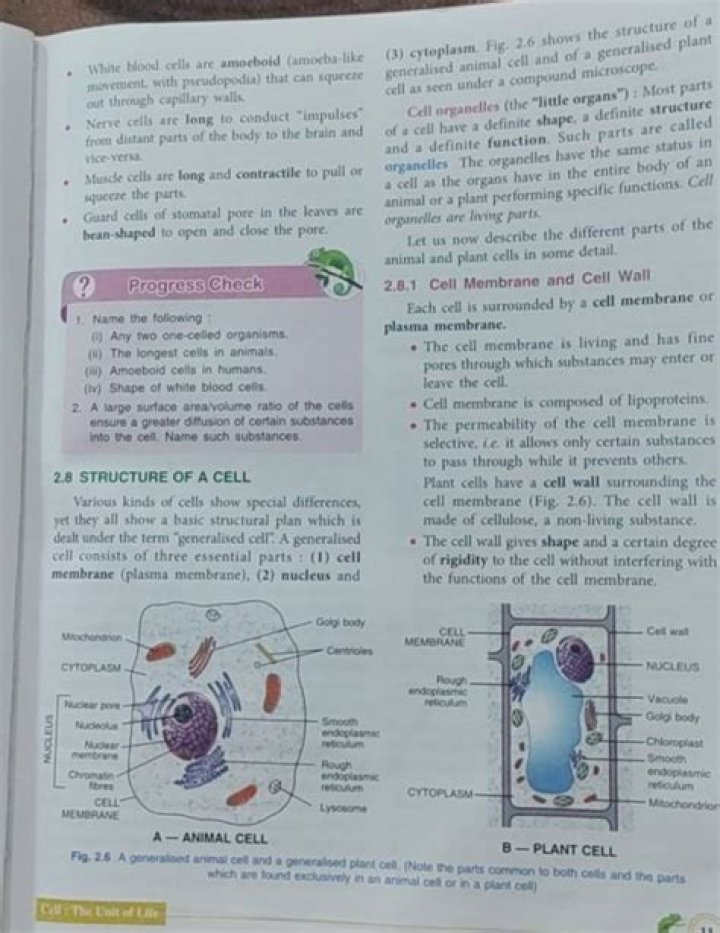 What is the function of IRE1 in the cell?