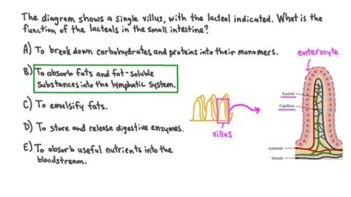What is the function of lacteals and where are they located?