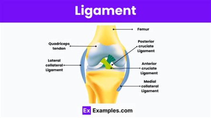 What is the function of ligament Class 9?