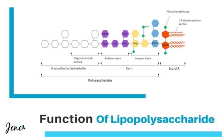 What is the function of lipopolysaccharide?