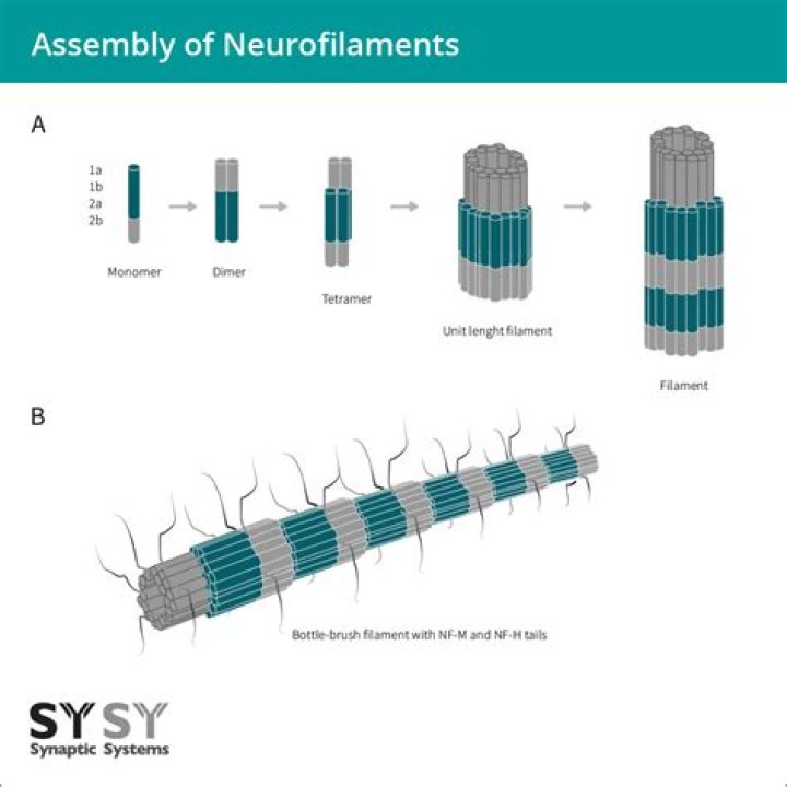 What is the function of neurofilament?