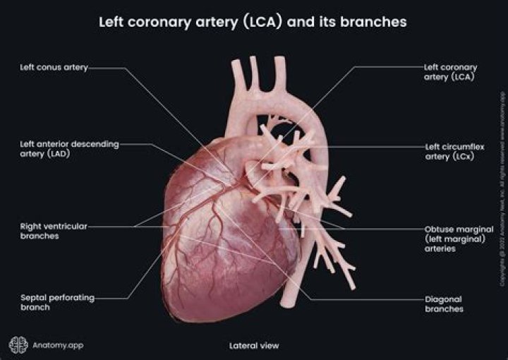 What is the function of right coronary artery?