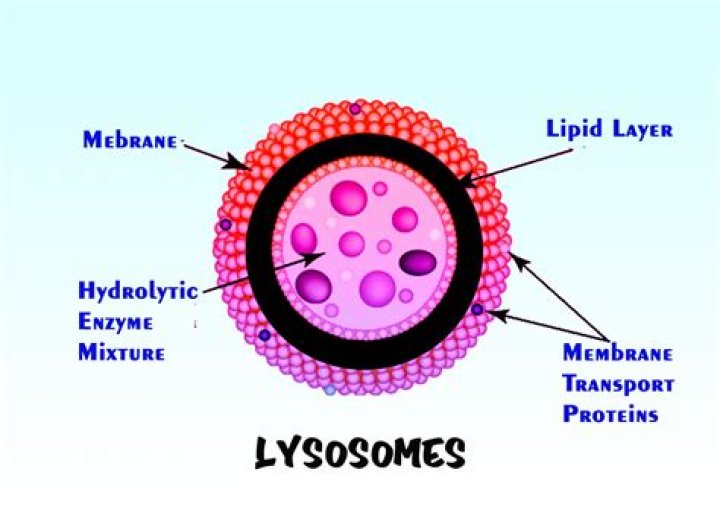 What is the function of the lysosome in eukaryotic cells?