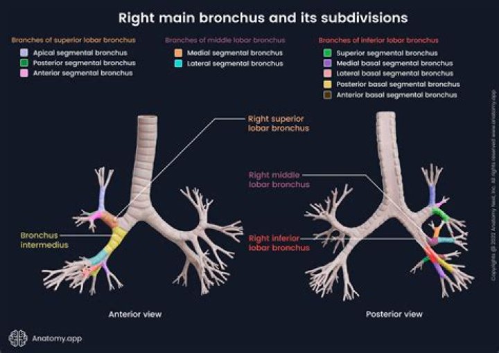 What is the function of the main bronchus?