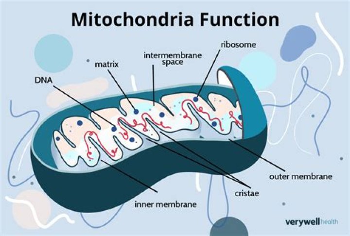 What is the function of the nuclease?