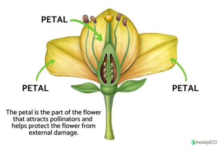 What is the function of the petal for kids?