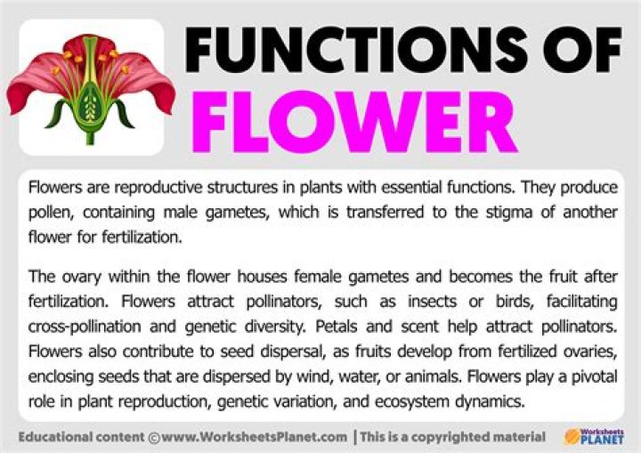 What is the function of the receptacle of the flower?
