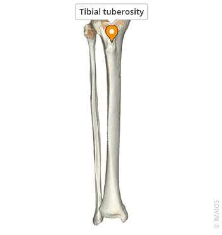 What is the function of the tibial tuberosity?