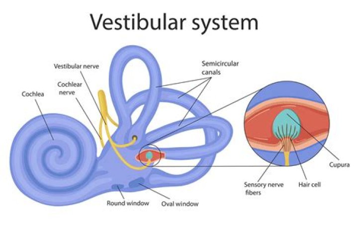What is the function of vestibular branch?