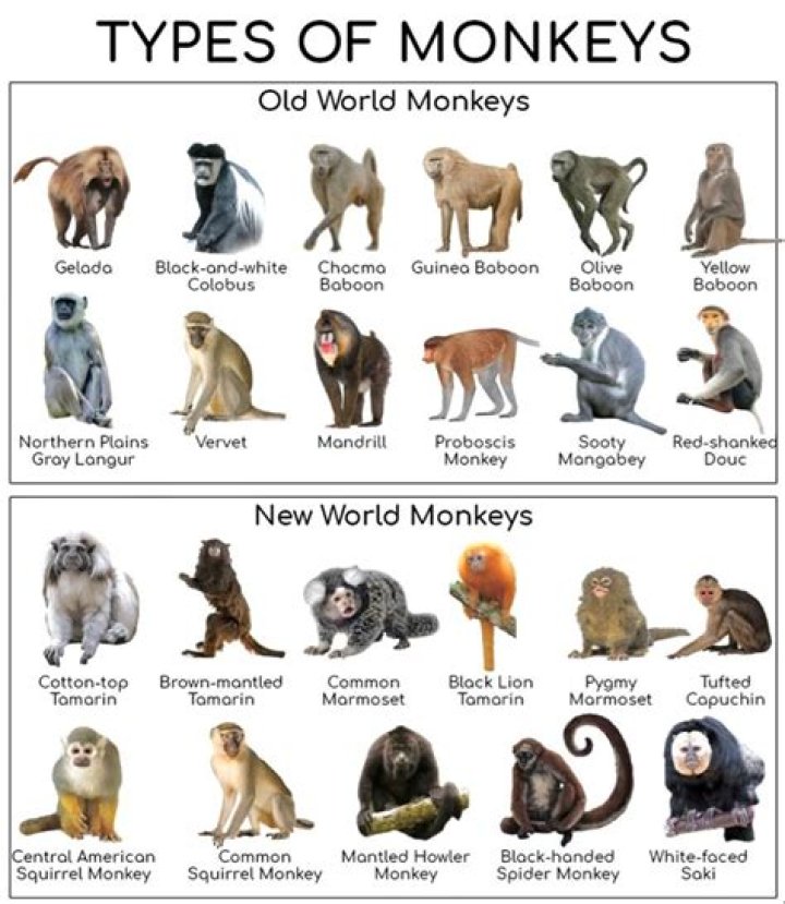 What is the genus name of monkey?