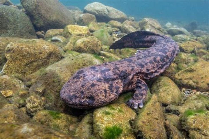 What is the habitat of a tiger salamander?