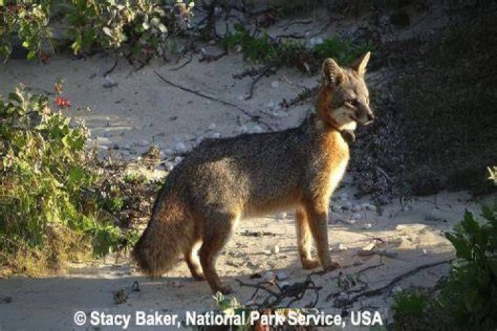 What is the habitat of island fox?