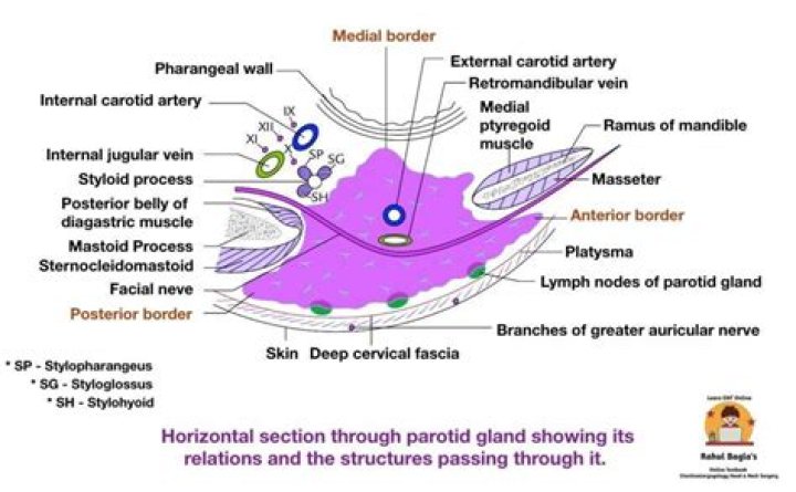 What is the histological structure of parotid gland?