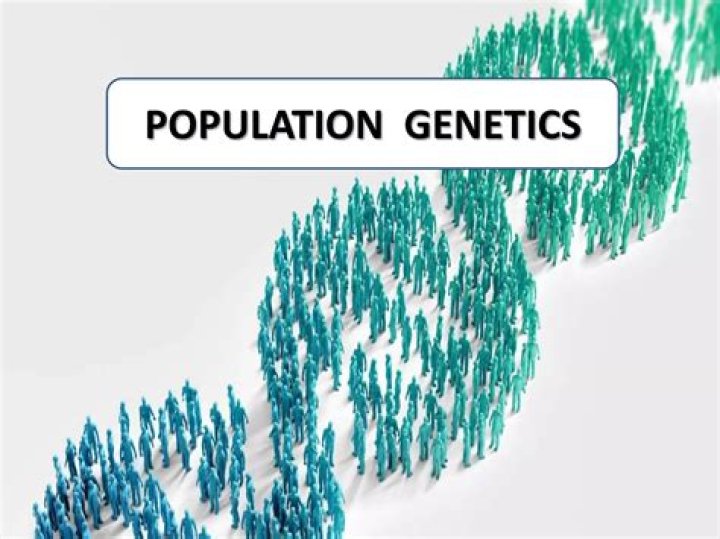 What is the importance of population genetics in statistics?
